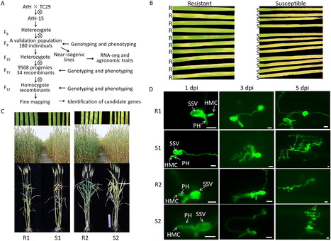ScienceDirect: Fine mapping and characterization of stripe rust resistance gene YrAYH in near-isogenic lines derived from a cross involving wheat landrace Anyuehong (2025) | Publications from The Sainsbury Laboratory | Scoop.it