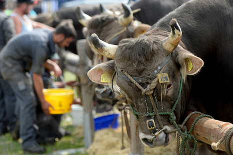 Suisse : Sécurité alimentaire Berne veut un contre-projet | Questions de développement ... | Scoop.it