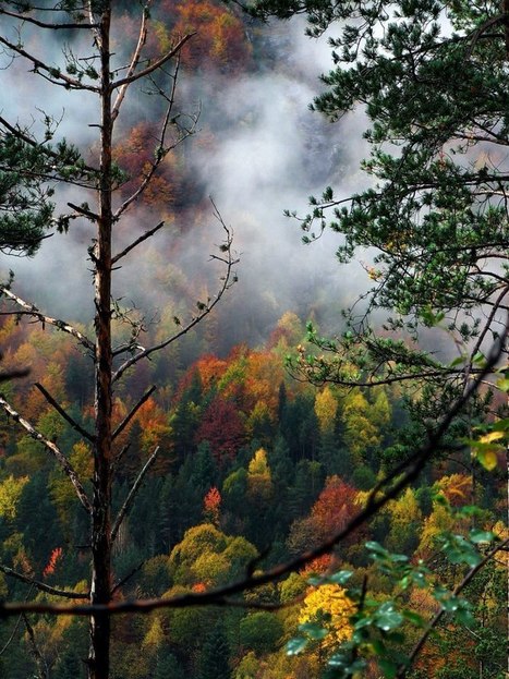 Automne en vallée de Pineta - Wall Photos | Facebook - | Vallées d'Aure & Louron - Pyrénées | Scoop.it