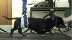 Paralysed Dog Jasper Walks Again | News You Can Use - NO PINKSLIME | Scoop.it