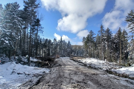 Un chemin forestier d&eacute;truit en partie une &laquo;for&ecirc;t ancienne&raquo; qui pourrait devenir une aire prot&eacute;g&eacute;e | Ils parlent de nous ! | Scoop.it