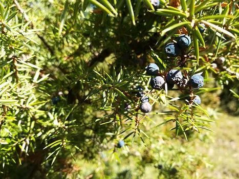 Cueillette au pied des voies – Genévrier – Juniperus communis  | La Cabane aux Arômes | Scoop.it