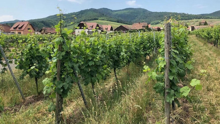 Lancement d'un Vinopôle en Alsace : un outil pour faire évoluer le vignoble face aux défis climatiques | Thématique Gastronomie et Oeno | Scoop.it