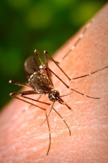 Le Cambodge signale une augmentation de la dengue en 2018 | Variétés entomologiques | Scoop.it