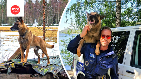 Hero-koira pelasti kolmen poliisin hengen | MTV Uutiset | 1Uutiset - Lukemisen tähden | Scoop.it