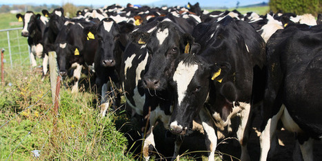 Nouvelle-Zélande : La production laitière responsable de 80% de la dégradation des cours d'eau | Lait de Normandie... et d'ailleurs | Scoop.it