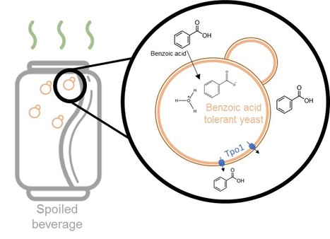 Yeast Response and Tolerance to Benzoic Acid Involves the Multidrug/Multixenobiotic Resistance Transporter Tpo1 | iBB | Scoop.it