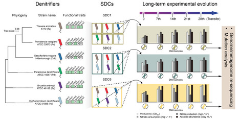 Competition-dominated microbial interactions and adaptive mutations enhance synthetic denitrifying community functions | mBio | RMH | Scoop.it