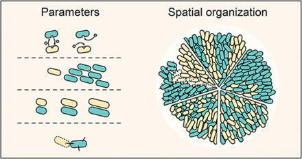 Deciphering microbial spatial organization: insights from synthetic and engineered communities | Plant-Microbe Symbiosis | Scoop.it