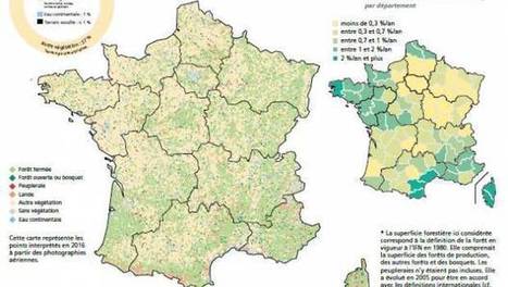 La forêt française poursuit son expansion pour atteindre aujourd'hui 31 % du territoire métropolitain | Idées responsables à suivre & tendances de société | Scoop.it