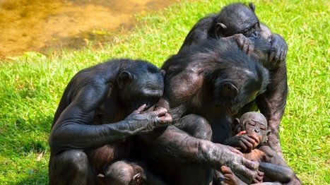 Chimps & Humans Console Victims in Surprisingly Similar Ways | Empathy and Animals | Scoop.it