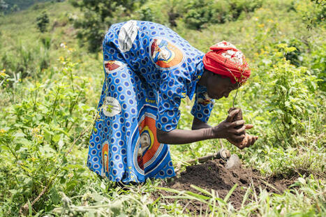 Au Congo, ils replantent des arbres pour sauver leur &icirc;le | &Eacute;cosyst&egrave;mes Tropicaux | Scoop.it
