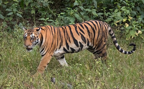 A Tiger at Bronx Zoo Tests Positive for COVID-19 | Virus World | Scoop.it