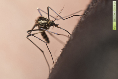 Pourquoi le moustique fait-il du bruit ? Et pourquoi il ne faut pas dépenser vos sous dans un émetteur à ultrasons... Réponse. | Variétés entomologiques | Scoop.it