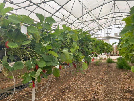 FRAISE : La qualit&eacute; de pulv&eacute;risation enfin &eacute;tudi&eacute;e | FRUITS ET L&Eacute;GUMES | Scoop.it