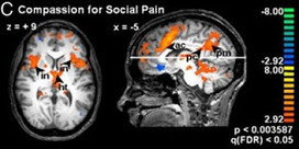 CEREBRO ADOLESCENTE: Investigaciones sobre el cerebro moral. | Cosas que interesan...a cualquier edad. | Scoop.it