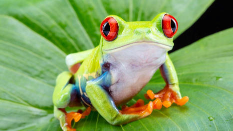 Les amphibiens n’ont jamais été aussi proches de l’extinction ! | Biodiversité & Relations Homme - Nature - Environnement : Un Scoop.it du Muséum de Toulouse | Scoop.it