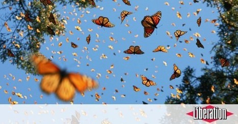 Insectes : 1001 pertes - Libération | ECOLOGIE - ENVIRONNEMENT | Scoop.it