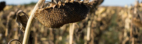 Quelle est la cause de la sécheresse de cette année ? | Les Colocs du jardin | Scoop.it