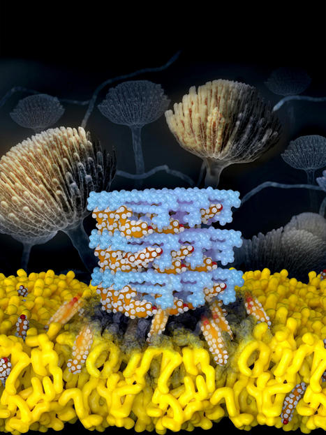 New antifungal molecule kills fungi without toxicity to human and murine cells | Design, Science and Technology | Scoop.it