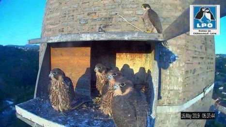 Près de 100.000 connexions pour le direct de la LPO sur les faucons de Châteauneuf | Biodiversité | Scoop.it