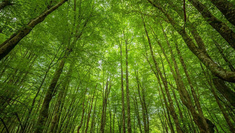 Scanner la forêt pour comprendre son microclimat | France Culture | La SELECTION du Web | CAUE des Vosges - www.caue88.com | Scoop.it