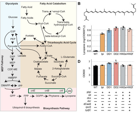 Systematic CRISPRi screening reveals genetic modulators of E. coli isoprenoid production | brvsys | RMH | Scoop.it