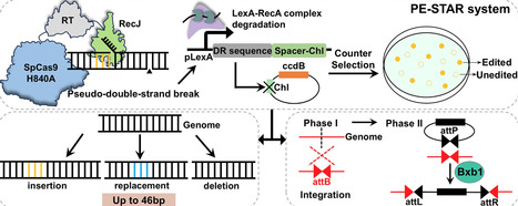 PE-STAR: prime editing with SOS-triggered and RecJ-augmented repair enables high-efficiency editing in Escherichia coli | nar | RMH | Scoop.it