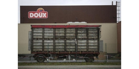 Le tribunal se prononcera vendredi sur l'avenir du groupe Doux | La Gazette des abattoirs | Scoop.it