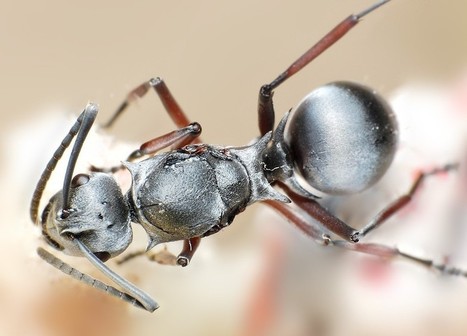 Animal + plant superpowers inspire winning teams | Rainforest CLASSROOM | Scoop.it