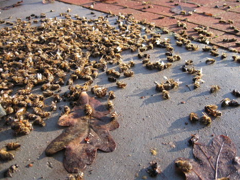 Un millier de ruches décimées dans les Pyrénées-Orientales | Toxique, soyons vigilant ! | Scoop.it