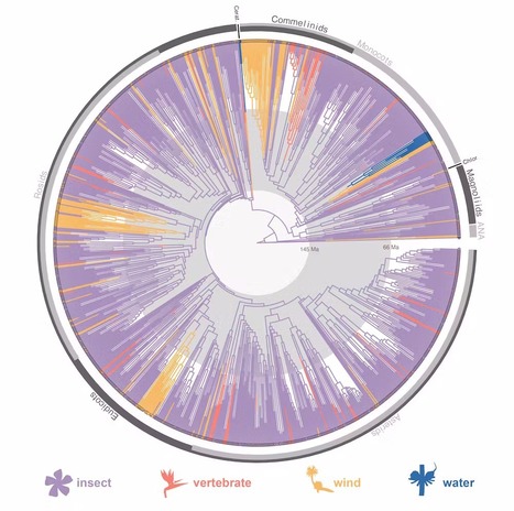 Des scientifiques déterminent comment les premières plantes à fleurs ont été pollinisées il y a 140 millions d'années | EntomoNews | Scoop.it