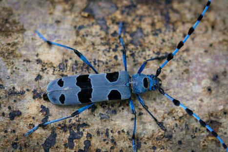 À la recherche de la rosalie des Alpes, discret bijou des forêts | Les Colocs du jardin | Scoop.it
