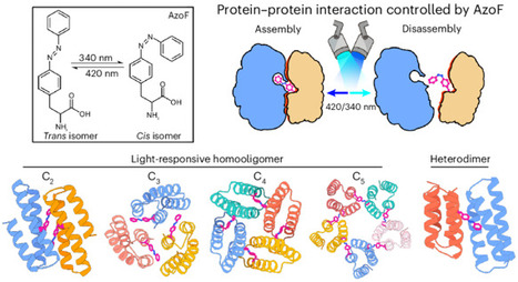De novo design of light-responsive protein–protein interactions enables reversible formation of protein assemblies | Nchem | RMH | Scoop.it