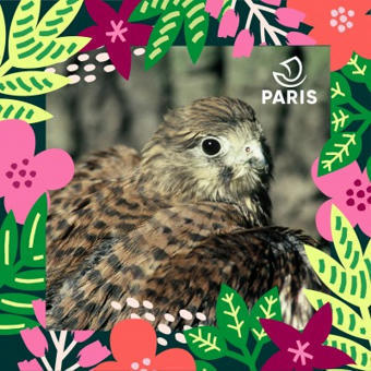 Br&egrave;ves de Nature Sauvage &agrave; Paris | Le faucon cr&eacute;cerelle | Nature en ville | Scoop.it