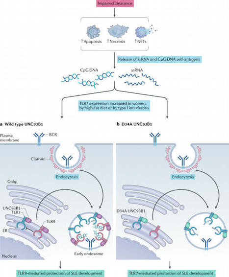 Toll-like receptor signalling in B cells during systemic lupus erythematosus | AUTOIMMUNITY | Scoop.it