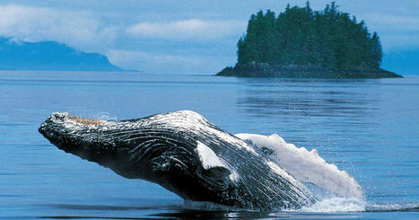 Animaux. Des chercheurs réussissent à « discuter »... avec une baleine à bosse | Biodiversité - @ZEHUB on Twitter | Scoop.it