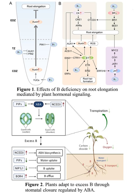 Plant Hormones Plant Growth In Plant Hormones Literature Sources On Phytohormones And