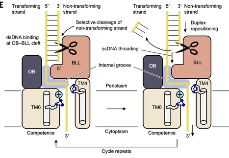 Structural basis for DNA processing and membrane translocation by ComEC in natural transformation | sci | RMH | Scoop.it
