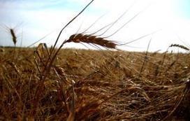 Wheat Quality Story Builds | MED-Amin network | Scoop.it