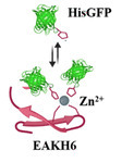 Zinc-Mediated Loading and Release of His-Tagged Recombinant Proteins in Self-Assembling Peptide Coacervates | acs | RMH | Scoop.it