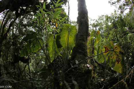 Carbon uptake in tropical forests withers in drier future: Study | RAINFOREST EXPLORER | Scoop.it