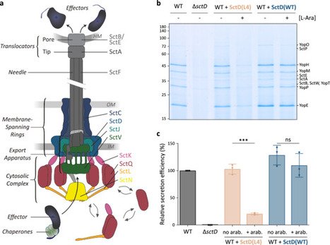 Continuous exchange of an inner-membrane ring component is required for assembly and function of the type III secretion system | Ncm | RMH | Scoop.it