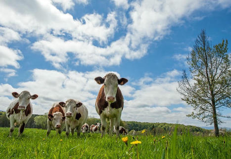 Le croisement viande représente 20 % des IA premières en bovin lait | SCIENCES DE L' ANIMAL | Scoop.it