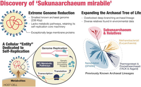 A cellular entity retaining only its replicative core: Hidden archaeal lineage with an ultra-reduced genome | Brvm | RMH | Scoop.it