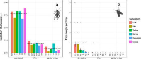 Communication clandestine chez les grillons de Hawaï : Un signal d'accouplement mâle, un chant "ronronnant", a récemment évolué et semble ne pas être détecté par les parasitoïdes | EntomoNews | Scoop.it