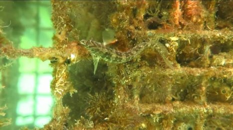 Cap d'Agde : une équipe de chercheurs observe la biodiversité sous-marine | Biodiversité | Scoop.it