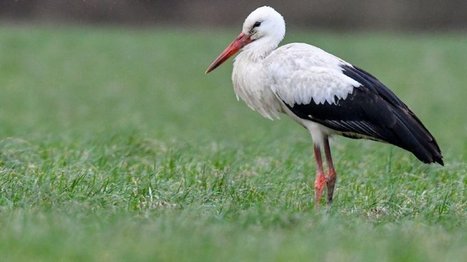 Ornithologie: les Suisses invités à surveiller le retour des oiseaux migrateurs | Les oiseaux au gré du vent | Scoop.it