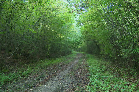 Nancy : visite au cœur d’une zone interdite, la réserve biologique intégrale de la forêt de Haye | veille territoriale | Scoop.it
