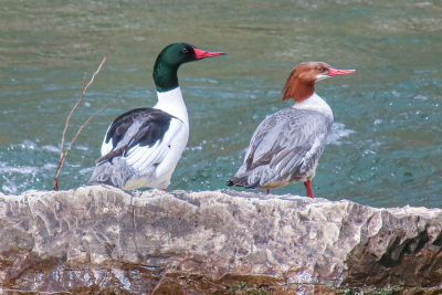 State provides tips to prevent spread of Bird Flu | Industry 411 - Waste Management | Scoop.it